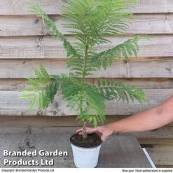 Jacaranda 'Bonsai Blue' -NAOMI Plant Shop jaca supp