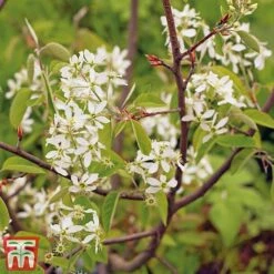Amelanchier Canadensis -NAOMI Plant Shop june2