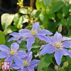 Clematis 'Justa' -NAOMI Plant Shop justa