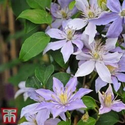 Clematis 'Justa' -NAOMI Plant Shop justa2