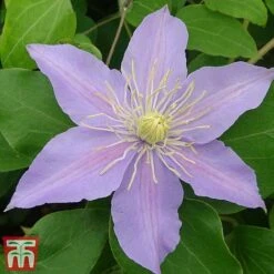 Clematis 'Justa' -NAOMI Plant Shop justa5