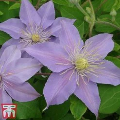 Clematis 'Justa' -NAOMI Plant Shop justa6