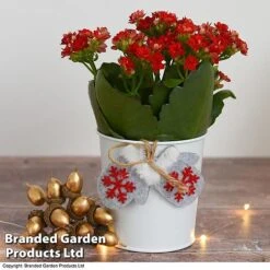 Christmas Kalanchoe - Gift -NAOMI Plant Shop kali4