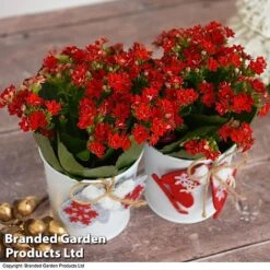 Christmas Kalanchoe - Gift -NAOMI Plant Shop kali6