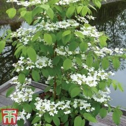 Viburnum Plicatum F. Tomentosum 'Kilimanjaro' -NAOMI Plant Shop kili3
