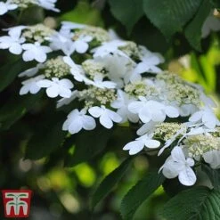 Viburnum Plicatum F. Tomentosum 'Kilimanjaro' -NAOMI Plant Shop kili4