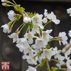 Prunus Incisa 'Kojo-No-Mai' -NAOMI Plant Shop kojo2
