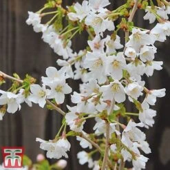 Prunus Incisa 'Kojo-No-Mai' -NAOMI Plant Shop kojo3
