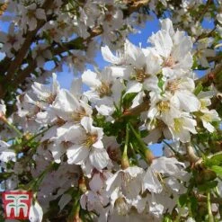 Prunus Incisa 'Kojo-No-Mai' -NAOMI Plant Shop kojo4