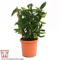 Kumquat - Citrus -NAOMI Plant Shop kumquat supplied