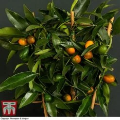 Kumquat - Citrus -NAOMI Plant Shop kumquat trellis3