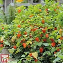 Perennial Saver Collection -NAOMI Plant Shop lantern22