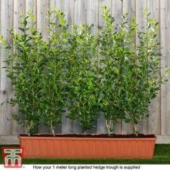 Ligustrum Ovalifolium -NAOMI Plant Shop ligu ready2