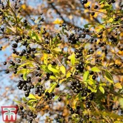 Ligustrum Vulgare -NAOMI Plant Shop ligustrum