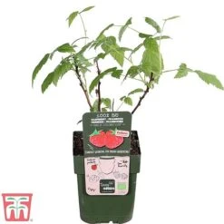 Raspberry 'Little Sweet Sister' -NAOMI Plant Shop lil rasp4