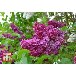 Syringa Vulgaris 'Andenken An Ludwig Späth' -NAOMI Plant Shop lilac second image