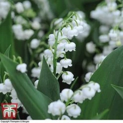 Everlasting Perennial Collection -NAOMI Plant Shop lily of the vally3