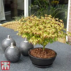 Acer Palmatum 'Little Princess' -NAOMI Plant Shop littleprin3