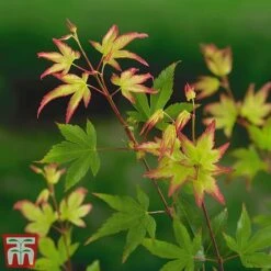 Acer Palmatum 'Little Princess' -NAOMI Plant Shop littleprin5