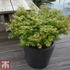 Acer Palmatum 'Little Princess' -NAOMI Plant Shop littleprin6