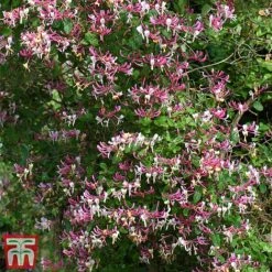 Honeysuckle 'Belgica' - Trellis -NAOMI Plant Shop loni bel