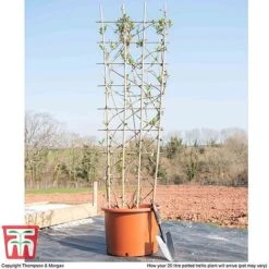 Honeysuckle 'Belgica' - Trellis -NAOMI Plant Shop loni bel1