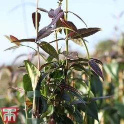 Honeysuckle 'Copper Beauty' -NAOMI Plant Shop loni copp3