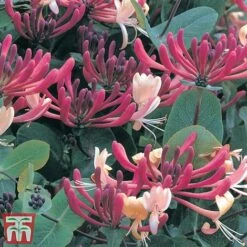 Honeysuckle 'Dart's World' -NAOMI Plant Shop loni darts2