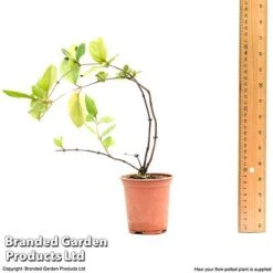 Honeysuckle 'Dart's World' -NAOMI Plant Shop lonice