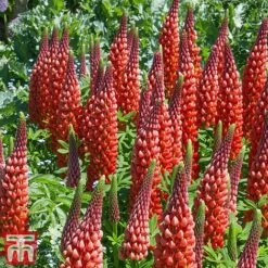 Lupin 'Street Party Collection' -NAOMI Plant Shop lupi cast b