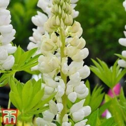 Lupin 'Street Party Collection' -NAOMI Plant Shop lupi nobe