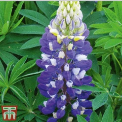 Lupin Gallery Collection -NAOMI Plant Shop lupin gallery blue