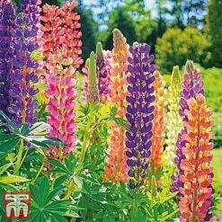 Perennial Saver Collection -NAOMI Plant Shop lupin russell12