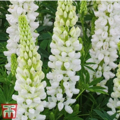 Lupin Gallery Collection -NAOMI Plant Shop lupin white