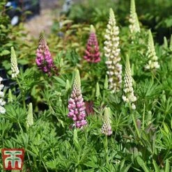 Lupin 'Gallery' (Gallery Series) -NAOMI Plant Shop lupin3
