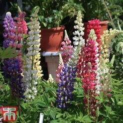 Lupin 'Gallery' (Gallery Series) -NAOMI Plant Shop lupin4