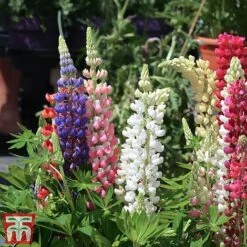 Lupin 'Gallery' (Gallery Series) -NAOMI Plant Shop lupin5