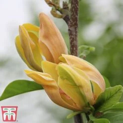 Magnolia 'Sunspire' -NAOMI Plant Shop magn suns5