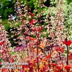 Heuchera 'Marmalade' -NAOMI Plant Shop marma