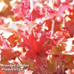 Heuchera 'Marmalade' -NAOMI Plant Shop marmalade