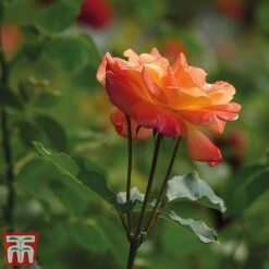 Rose 'Climbing Masquerade' -NAOMI Plant Shop masq2