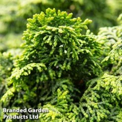 Chamaecyparis Obtusa 'Maureen' -NAOMI Plant Shop maureen2