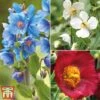 Meconopsis 'Union Jack' Collection