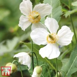 Meconopsis 'Union Jack' Collection -NAOMI Plant Shop meco3