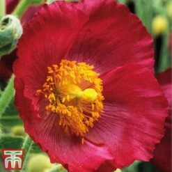 Meconopsis 'Union Jack' Collection -NAOMI Plant Shop meco4