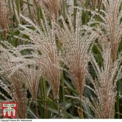 Miscanthus Sinensis 'Cute One'