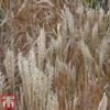 Miscanthus 'Kleine Fontane'