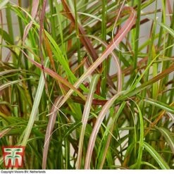 Miscanthus Sinensis 'Ruby Cute' -NAOMI Plant Shop misc ruby2