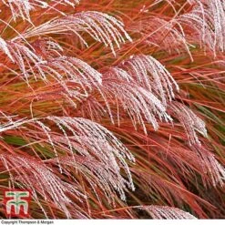 Miscanthus 'Indian Summer' -NAOMI Plant Shop misc2