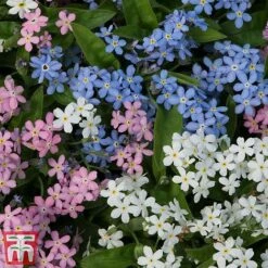 Forget-Me-Not Mixed -NAOMI Plant Shop mix my